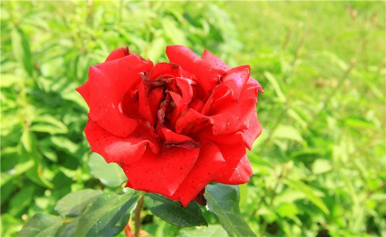 Августовская прогулка в Берново. Zwergnase Mischa