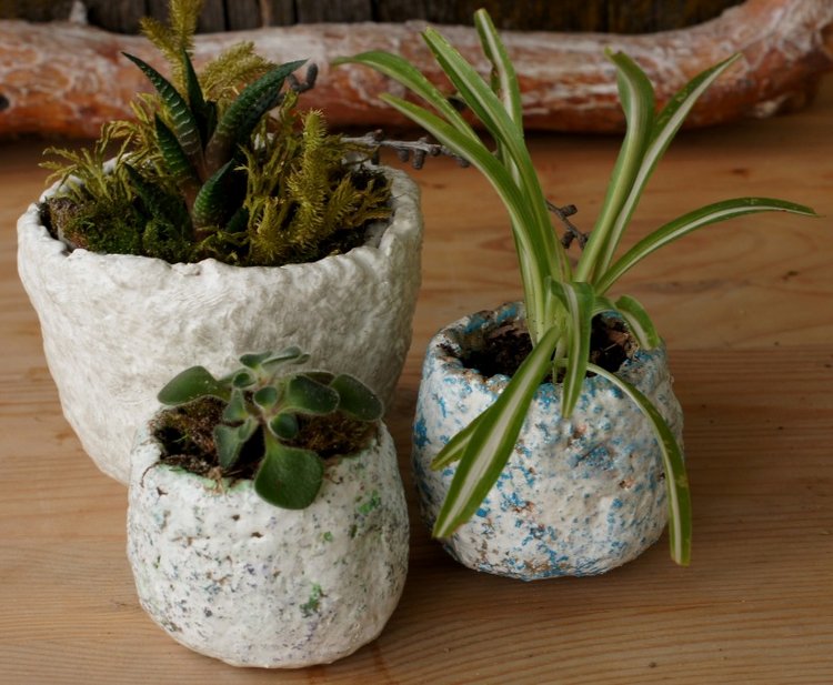 Кусочек природы в доме — Другие хобби и увлечения: сад (фото 9)