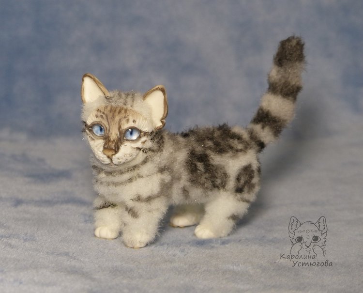 Бенгальская кошка, серебристая (фото 7)