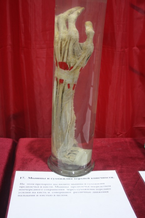 Псков: Петербургская Кунсткамера у нас в гостях. СТРОГО 18 +