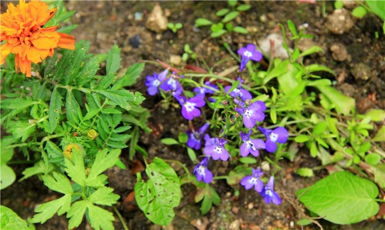 Путешествие с Бенни — Культура