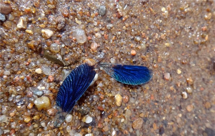 Подготовка к Конкурсу Кукольной Красоты Мисс Бэйбики 2019