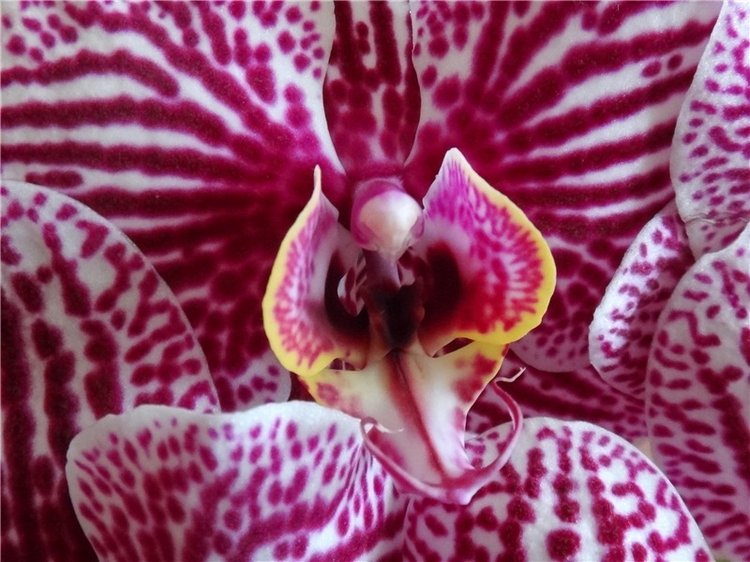 Софи. Lati HoneyBee New Mystic Sophie | Бэйбики Софи. Lati HoneyBee New Mystic Sophie