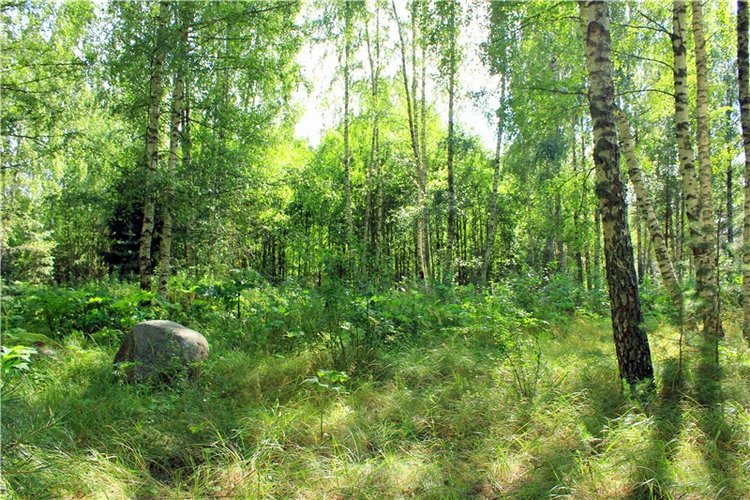 Августовское путешествие в "Сад Камней" | Бэйбики Августовское путешествие в "Сад Камней"