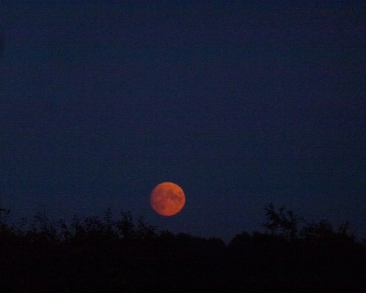 Отдых в деревне с Джой — Туризм и путешествия: фотоотчеты из поездок