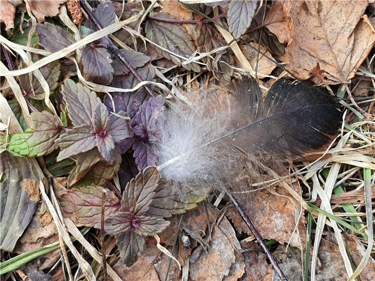 Путешествие Имани в ПанИку