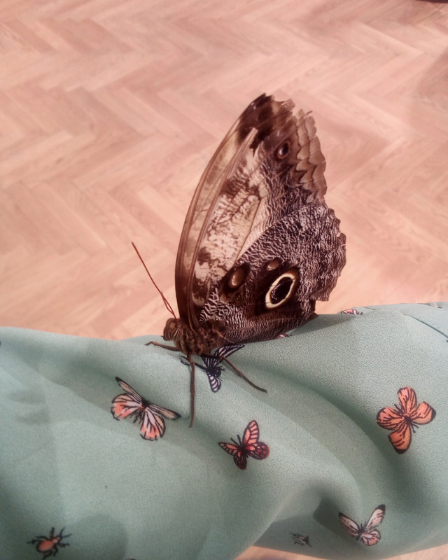 Живые цветы — Болталка и разговоры обо всем: жизнь (фото 5)