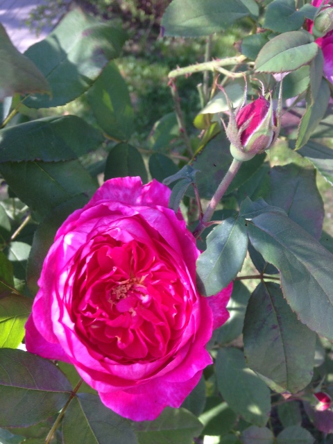 Как мы побывали в Некотором царстве ... с Mui-chan