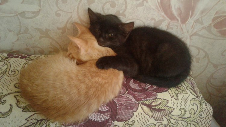 Больше никаких кошек! А котята не считаются | Бэйбики Больше никаких кошек! А котята не считаются