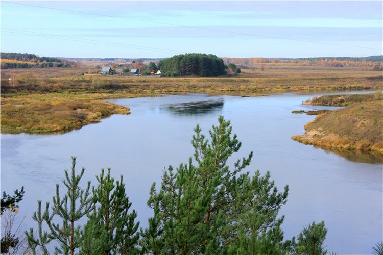 Ромашковый октябрь. Zwergnase Mischa