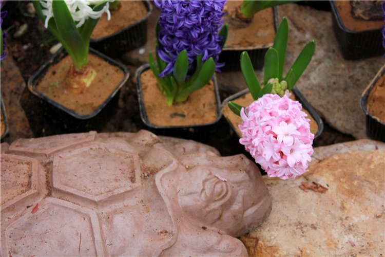 Тюльпановый Рай, продолжение. Выставка тюльпанов в Твери. Mini Layla elf Sunkissed skin от Kaye Wiggs