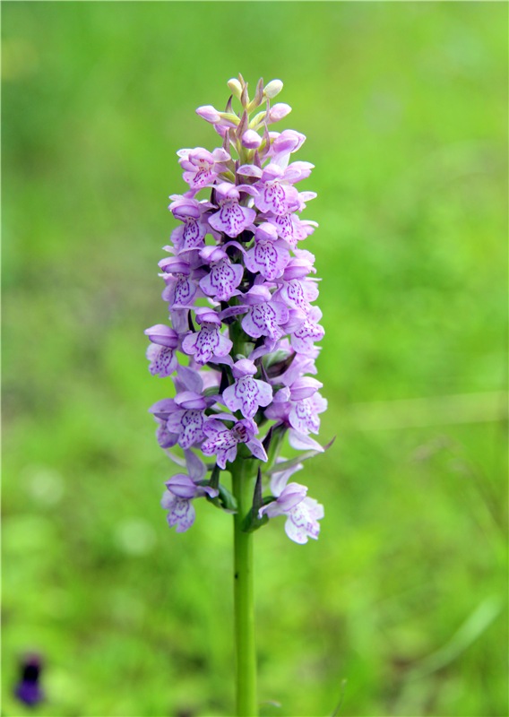 Девочка и Ёжик. Minifee Miyu FairlyLand | Бэйбики Девочка и Ёжик. Minifee Miyu FairlyLand (фото 8)