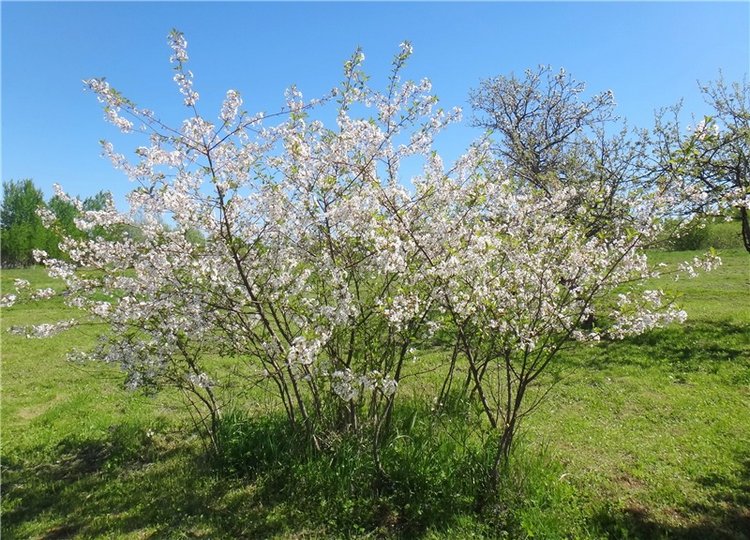 Дивная Весна — Куклы Zwergnase (Цвергназе/Цверги): фото