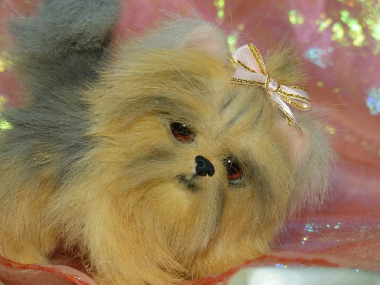 Еще один щенок Йоркширского терьера (фото 6)