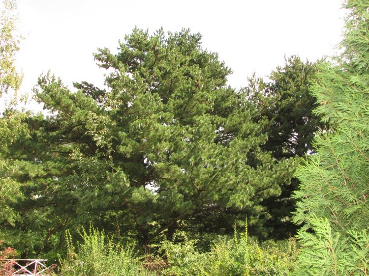 Малышня на прогулке в Бирюлёвском дендропарке