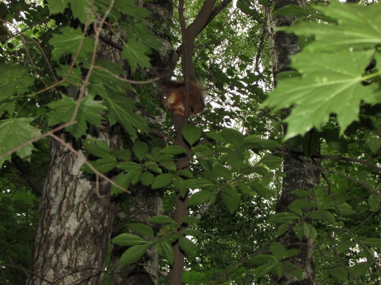 Веселое путешествие по Парку Измайлово