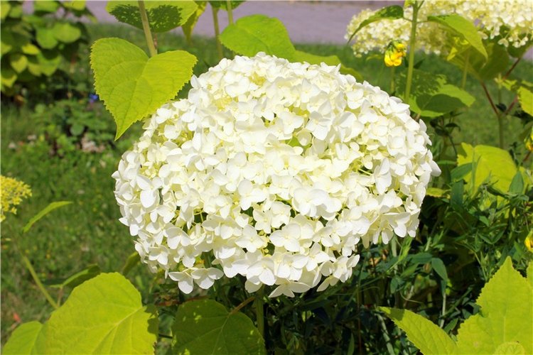 Любимая Старица. Свято-Успенский мужской монастырь