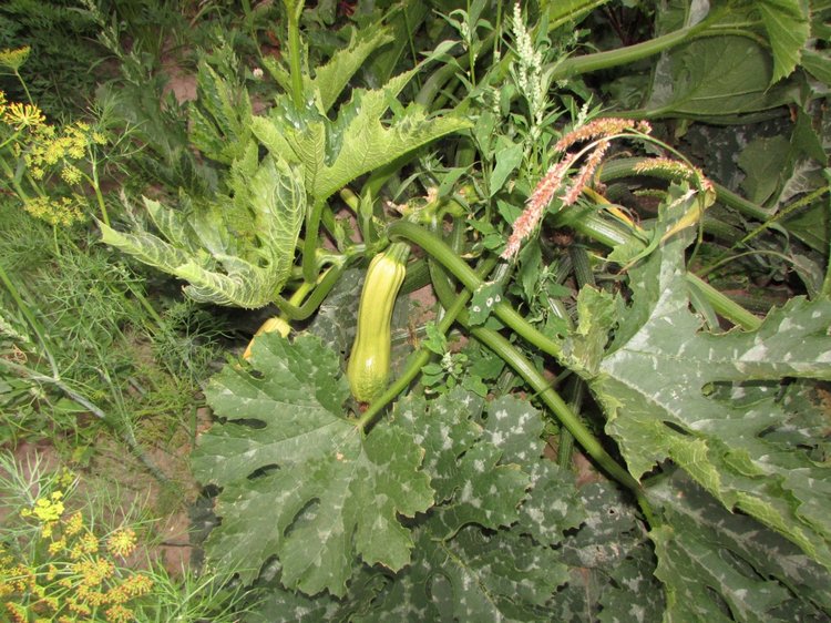 Путешествие в Нижегородскую область - часть 3 - Тимошка на усадьбе