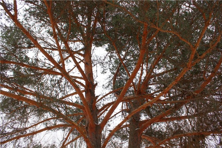 Бейли и Дий. Mini Bailey SK от Meadow dolls