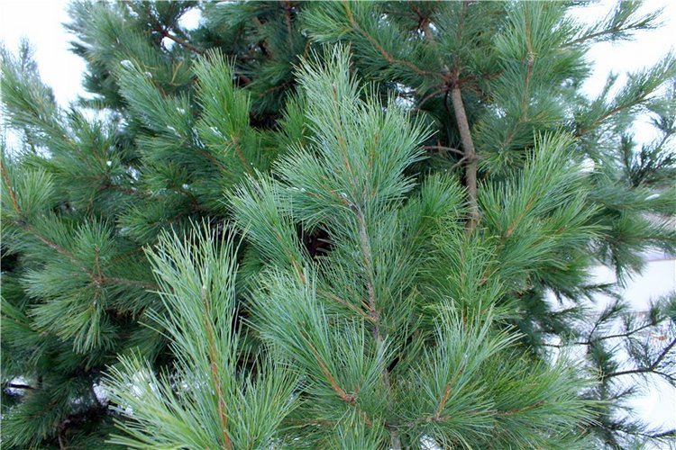 Рождественская Старица — Туризм и путешествия: фотоотчеты из поездок