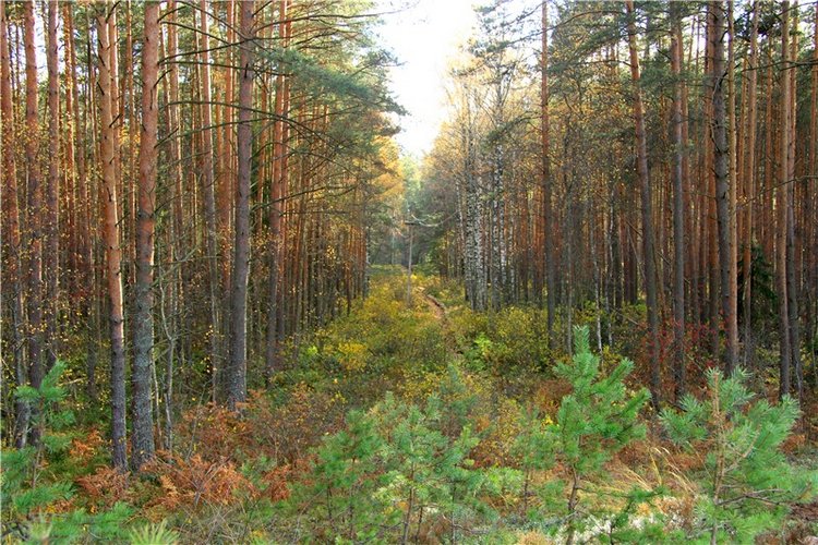 Осенняя прогулка Tammy в лесу