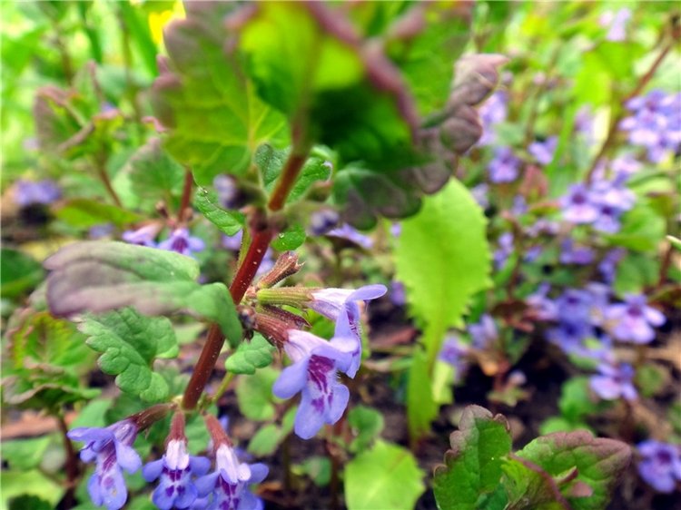 Просто Весна — Красивая природа и цветы: фото пейзажей