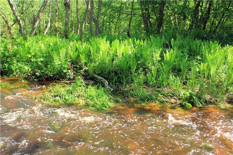 Затерянный Мир — Красивая природа и цветы: фото пейзажей