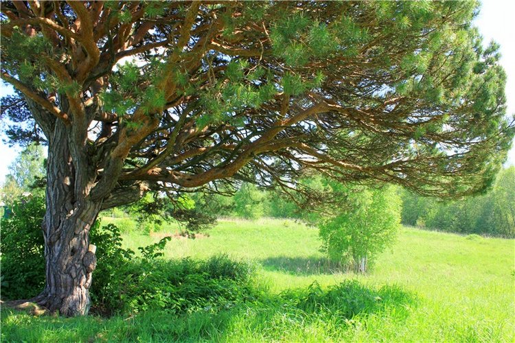 Иванишинская сосна — Культура