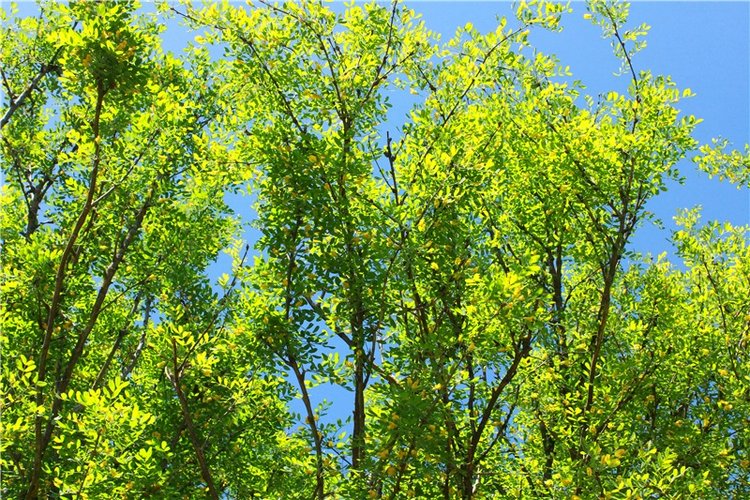 Эля в Иванишах. Twinkles Ella Chocolate