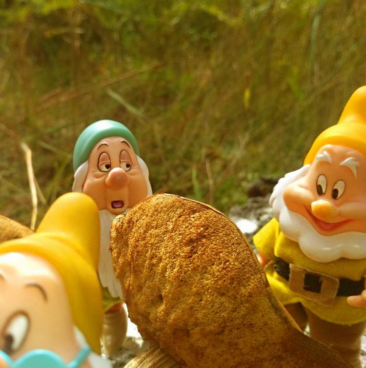 Осеннею порой под старою сосной... Принц, Белоснежка и гномы... встречаются