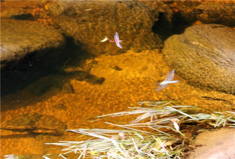 Путешествие Dal Hangry в Грузины