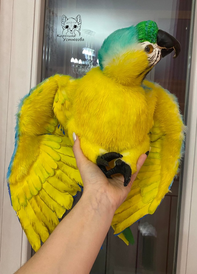 Попугай Ара. Желто-голубой