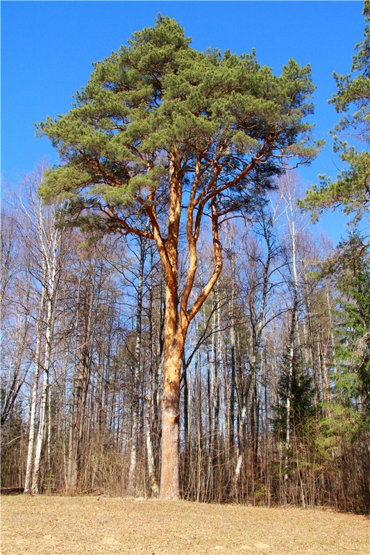 Апрельский день в Василёво