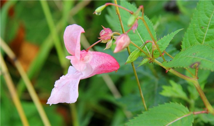 Старицкая Швейцария. Путешествие с Сашей, продолжение. Уникальная кукла от Сильвии Наттерер