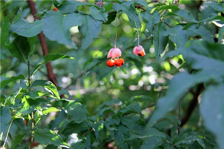 Августовская прогулка в Берново. Zwergnase Mischa