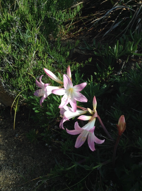 Путешествие Минуш в Испанию. Каталония. Ч.3. Райские сады