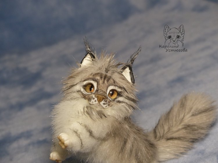 Мейн-ку́н, миниатюра. Серебристый окрас (фото 7)