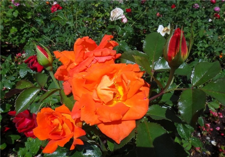 Бенни. Презентация участницы на Конкурс Кукольной Красоты Мисс Бэйбики 2019