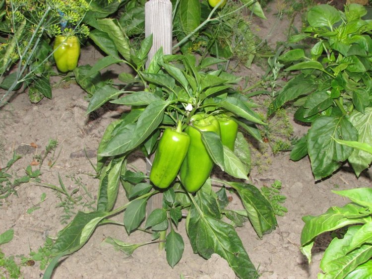 Путешествие в Нижегородскую область - часть 3 - Тимошка на усадьбе (фото 4)