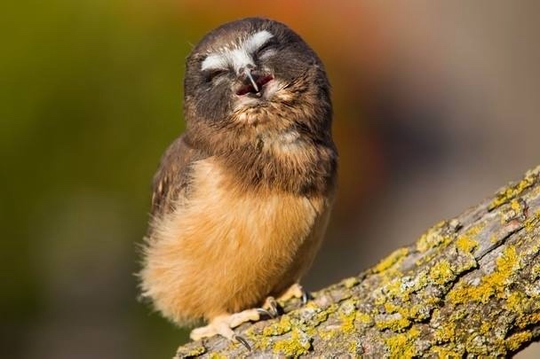 Любительские и профессиональные фотографии Сов (выпуск 2)