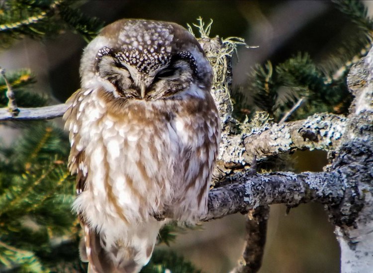 Любительские и профессиональные фотографии Сов (выпуск 2)