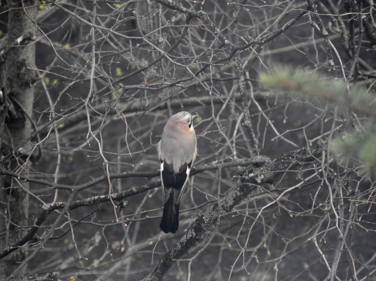 Сойки во дворе — Интересное и необычное: фотоподборки