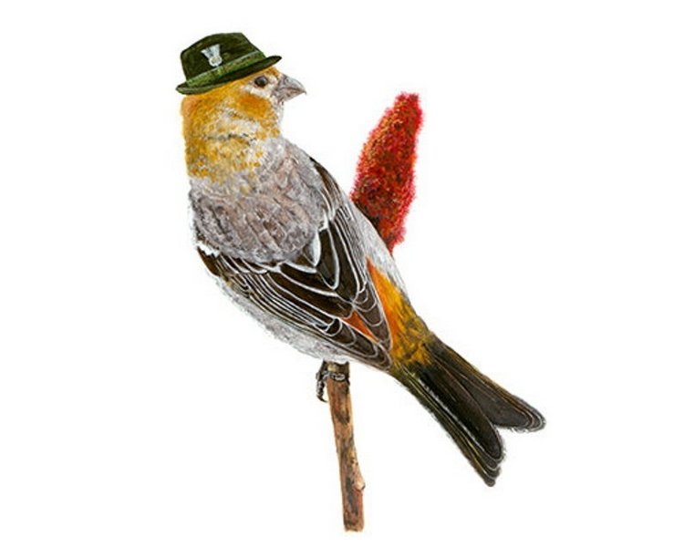 Birdswithhats - Авторские зарисовки "Птицы в шляпах" by Matt Decker (фото 3)