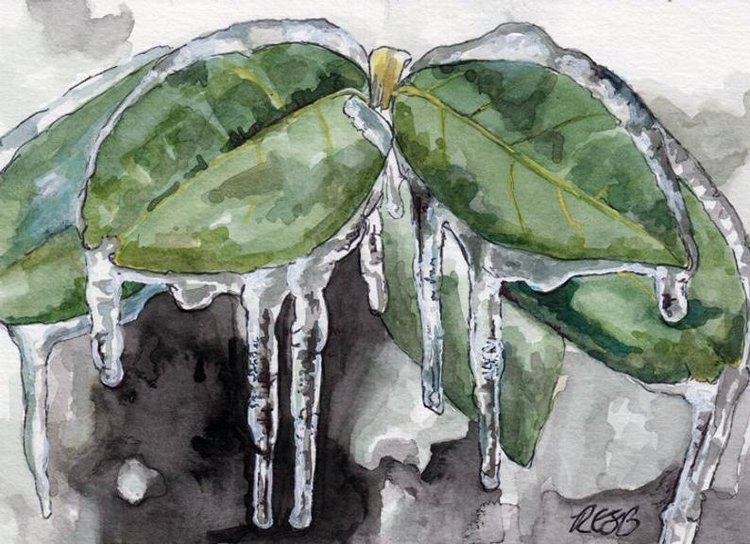 TheColorfulCatStudio - Иллюстрированная флора by Rachel Byler