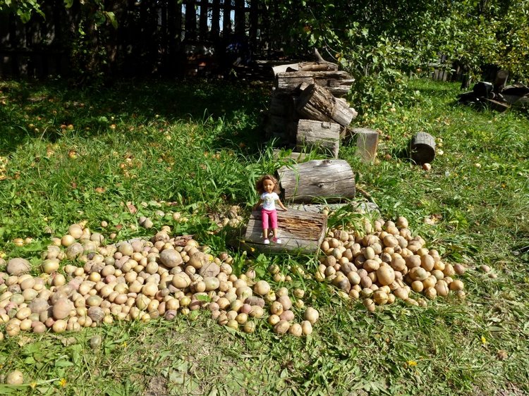 Отдых в деревне с Джой — Туризм и путешествия: фотоотчеты из поездок