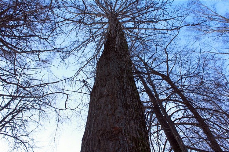 Тверской Ботанический Сад, заключительная часть