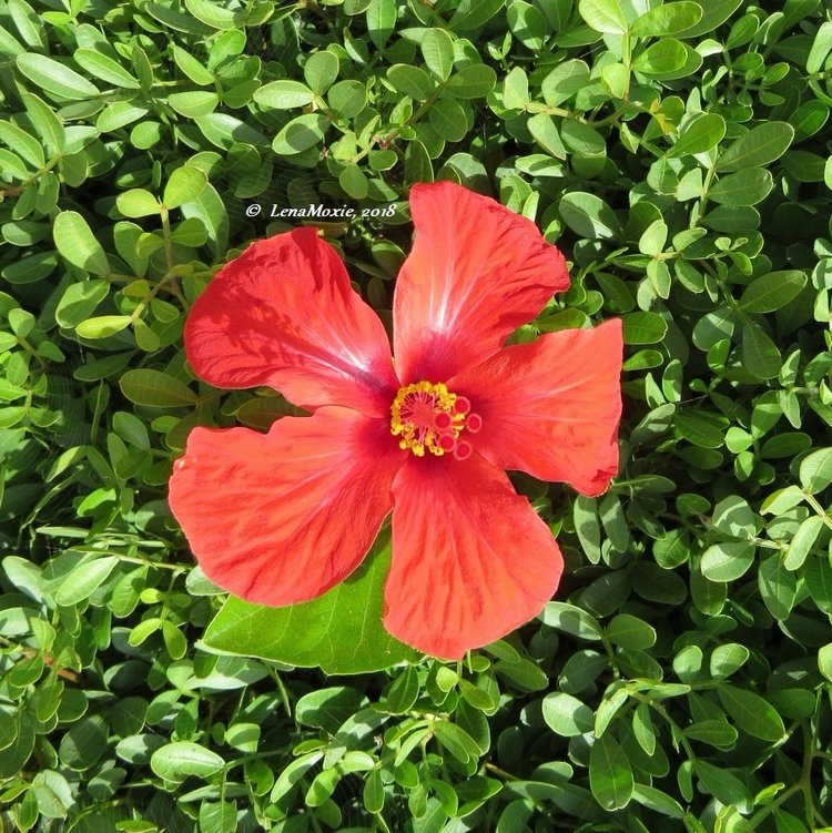 Kidz' тур. Нико на Крите. Аниссарас