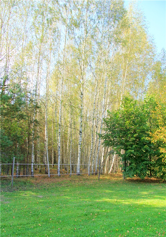 Нийя. Воспоминание об осени, Чукавино, Эко-Лэнд