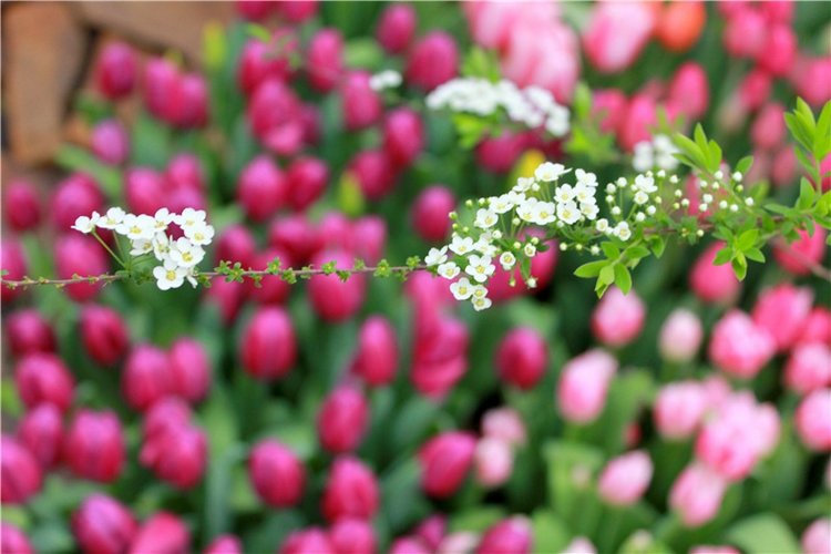 Тюльпановый Рай, продолжение. Выставка тюльпанов в Твери. Mini Layla elf Sunkissed skin от Kaye Wiggs