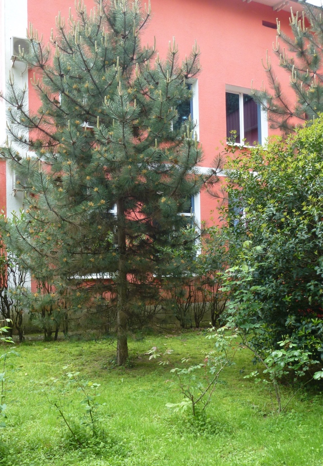 Сочи-Адлер: Южное Взморье - виртуальное путешествие по территории санатория